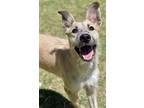 Adopt Rylee a Terrier (Unknown Type, Small) / Mixed dog in Great Bend