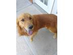 Adopt Kobe a Red/Golden/Orange/Chestnut - with White Golden Retriever / Mixed