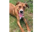 Adopt Ricardo a Boxer / Labrador Retriever / Mixed dog in Darlington