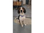 Adopt Moose a Treeing Walker Coonhound / Mixed dog in Tulsa, OK (41060286)