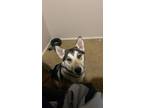 Adopt Fortune a Black - with Tan, Yellow or Fawn German Shepherd Dog / Husky /