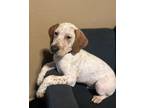 Adopt Buck a White Bluetick Coonhound / Mixed dog in Tulsa, OK (40673319)