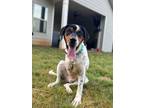 Adopt Mecca a Tricolor (Tan/Brown & Black & White) Treeing Walker Coonhound /