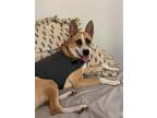 Adopt Gnoccii a Tricolor (Tan/Brown & Black & White) German Shepherd Dog /