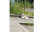Adopt Jade a Black - with White Alaskan Malamute / Mixed dog in Berkeley