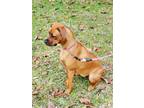 Adopt Flo a Tan/Yellow/Fawn - with Black Black Mouth Cur / Rhodesian Ridgeback /