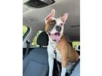 Adopt Maybelline a White Bull Terrier / Mixed dog in Plain City, OH (40415892)