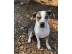 Adopt Mack a Merle Catahoula Leopard Dog / Labrador Retriever / Mixed dog in
