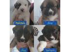 Adopt 10 BEAUTIFUL PUPPIES a Mixed Breed (Large) / Mixed dog in Santa Clarita
