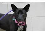 Adopt Nena a Black - with White Australian Cattle Dog / German Shepherd Dog /