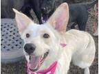 Adopt Cloud a Tan/Yellow/Fawn Great Pyrenees / Shepherd (Unknown Type) dog in