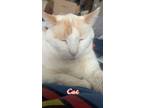 Adopt Moses a Orange or Red Siamese / Mixed (medium coat) cat in Fargo