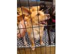 Adopt RICO a Tan/Yellow/Fawn - with White Podengo Portugueso / Corgi / Mixed dog