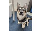 Adopt Dugom a Black - with Brown, Red, Golden, Orange or Chestnut Shiba Inu /