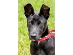 Adopt Baby Baxter a Black - with White Labrador Retriever / Mixed dog in Miami