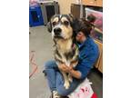 Adopt Louie a Mixed Breed (Large) / Mixed dog in Spokane Valley, WA (41394229)