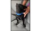 Adopt Palmer a Black Chiweenie / Mixed dog in Inverness, FL (41406528)