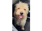 Adopt CHESTER a White Westie, West Highland White Terrier / Mixed dog in PLANO