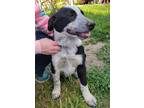 Adopt Poe a Merle Catahoula Leopard Dog / Australian Cattle Dog / Mixed (short