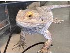 Adopt Joey a Lizard reptile, amphibian, and/or fish in Clinton, WA (41406394)