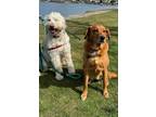 Adopt Brandy & Holly-Courtesy Listin a Brown/Chocolate - with Black Goldendoodle