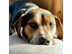 Adopt Turbo a Tricolor (Tan/Brown & Black & White) Beagle / Basset Hound / Mixed
