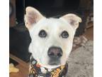 Adopt Bongu a Jindo / Mixed dog in San Ramon, CA (40846620)