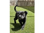 Adopt Jelly Roll (at Ojo Santa Fe) a Black Labrador Retriever / Mixed Breed