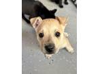 Adopt Wedo (at Ojo Santa Fe) a Tan/Yellow/Fawn Labrador Retriever / Mixed Breed