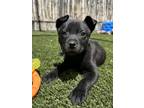 Adopt Beau (at Ojo Santa Fe) a Black Labrador Retriever / Mixed Breed (Medium) /