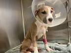Adopt Buttercup a Tan/Yellow/Fawn American Pit Bull Terrier / Mixed Breed