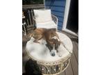 Adopt Tucker a Brown/Chocolate - with White Boxer / Mutt / Mixed dog in Tega