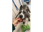 Adopt Nova a Black American Pit Bull Terrier / Mixed Breed (Medium) / Mixed