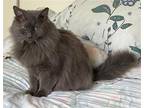 Adopt MISSY - Offered by Owner - Long-haired Senior a Gray or Blue Domestic