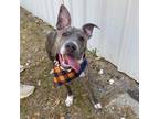 Adopt Wiggles a Brindle American Pit Bull Terrier / Mixed Breed (Medium) dog in