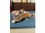 Adopt CoCo a Shepherd (Unknown Type) / Carolina Dog / Mixed dog in York
