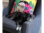 Adopt Serenity Sue SS D2024 in RI a Black - with White Pug / Mixed dog in