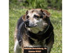 Adopt Dynasty a Black Border Collie / Mixed Breed (Medium) / Mixed (short coat)