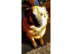 Adopt Stella a Red/Golden/Orange/Chestnut - with Black Great Pyrenees / Golden