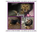 Adopt Lucy-COURTESY LISTING a Tan/Yellow/Fawn - with Black Beagle / Jack Russell
