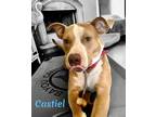 Adopt CASTIEL a Red/Golden/Orange/Chestnut - with White Pit Bull Terrier /