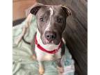 Adopt Barista a Merle Mixed Breed (Small) / Mixed Breed (Medium) / Mixed (short