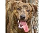 Adopt Zahir- a Brindle Labrador Retriever / Mixed Breed (Medium) / Mixed (short