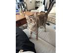 Adopt Lily a Gray, Blue or Silver Tabby American Shorthair / Mixed (short coat)