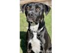 Adopt Sir Harvey a Labrador Retriever / Mixed dog in Great Bend, KS (40734850)
