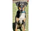 Adopt Jenga a Doberman Pinscher / Husky / Mixed dog in Great Bend, KS (40632052)