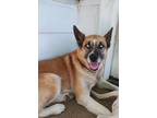 Adopt Helga a German Shepherd Dog / Siberian Husky / Mixed dog in Sapulpa