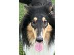 Adopt PK a Black - with Brown, Red, Golden, Orange or Chestnut Collie / Mixed