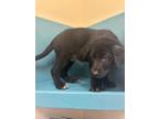 Adopt Rip a Black Mixed Breed (Small) / Mixed Breed (Medium) / Mixed (short