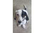 Adopt Oreo a Black - with White American Pit Bull Terrier / Basset Hound / Mixed